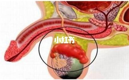 什么是病毒性前列腺炎_前列腺_疱疹_性感_扁桃体_肠道