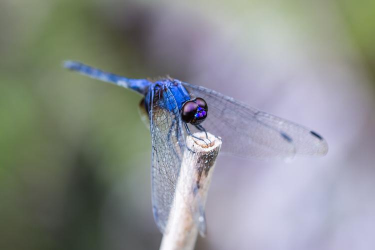 自然生态乐仙蜻蜓