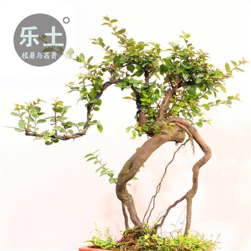购客少量高端精品提根雀梅盆景树桩开花结果盆栽茶室新中式室内绿植物