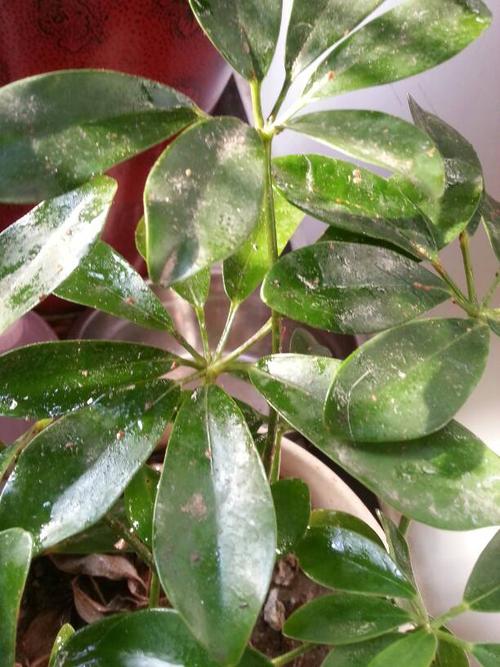 鸭掌木 这是怎么回事?而且叶子上还黏黏的 如何治啊?