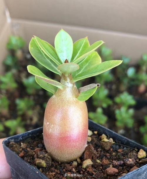 块根球根                  可爱的,沙漠玫瑰苗