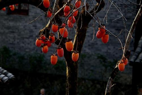 这可能是中国最美的柿子树,昼夜景色都美翻了,可惜鲜