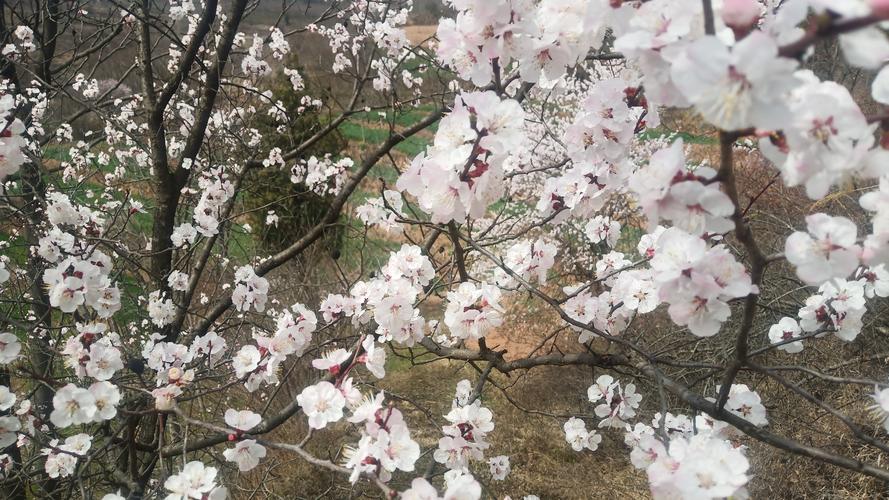 桃花花开了杏花花开,樱花樱花满天飞,你为谁妩媚?