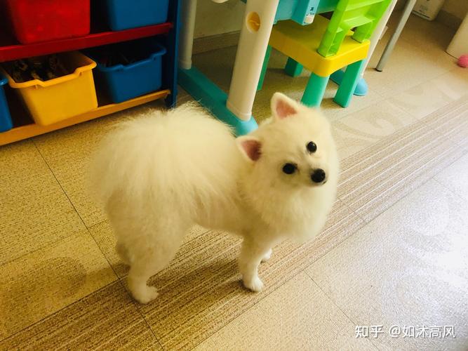 可爱的博美银狐串