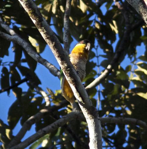  p>黑头凯克鹦鹉指名亚种-黑头凯克鹦鹉指名亚种,拉丁文名:pionites