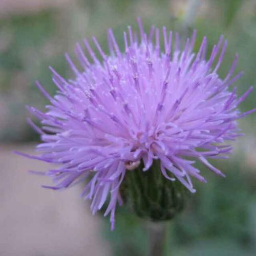 2017.09.24 阅读 20 紫色蒲公英