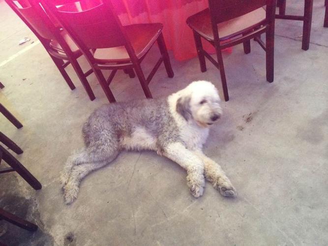 这种狗狗是什么品种啊 没有尾巴的