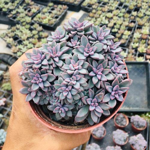 紫心多肉植物多头群生老桩进口多肉办公室内防辐射阳台小绿植盆栽
