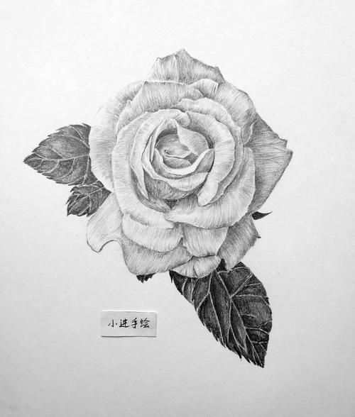 最近画的几张花卉素描