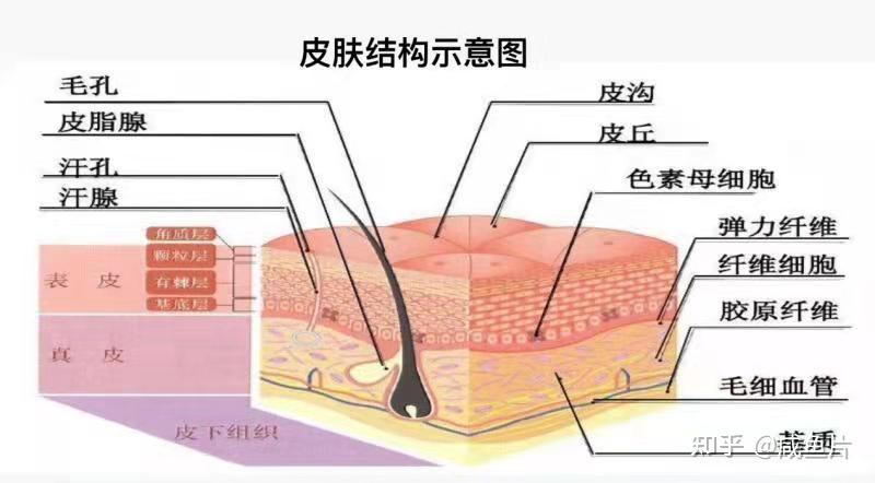想要皮肤好好从了解皮肤开始