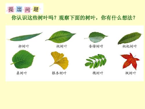 苏教版六年级数学上册第三单元14树叶中的比ppt课件(2015~2016新)
