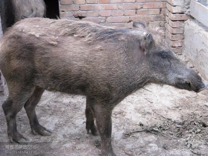 开远野猪养殖场设计图