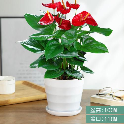 红掌白掌盆栽植物室内花卉好养水培大盆水养四季常青绿植视频