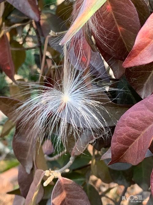 络石的果荚与种子