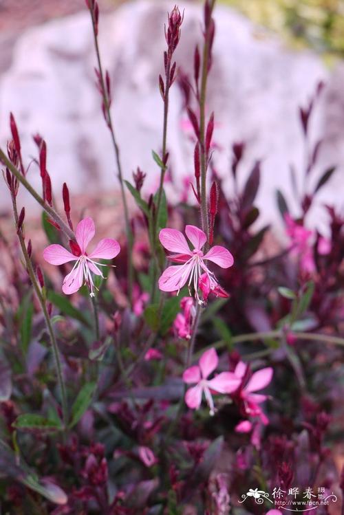 ( synonym ): 科属( family & genus ):柳叶菜科(onagraceae)山桃草属