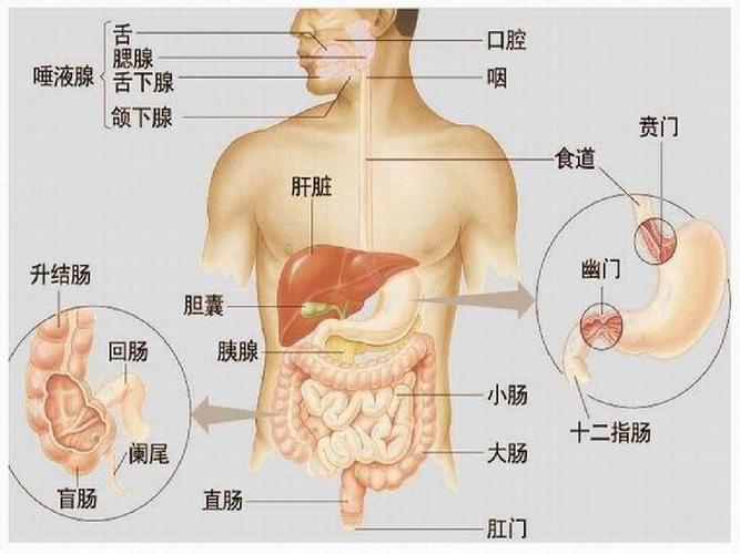 人教版生物七年级下册第2章《消化和吸收》消化系统的