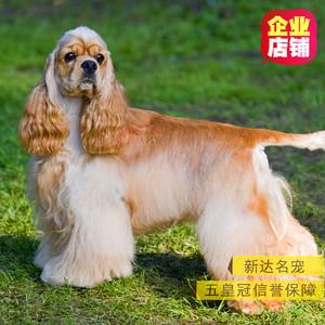 可卡犬活体纯种美国可卡猎犬小狗狗幼犬黄色黑色赛级长毛中型宠物