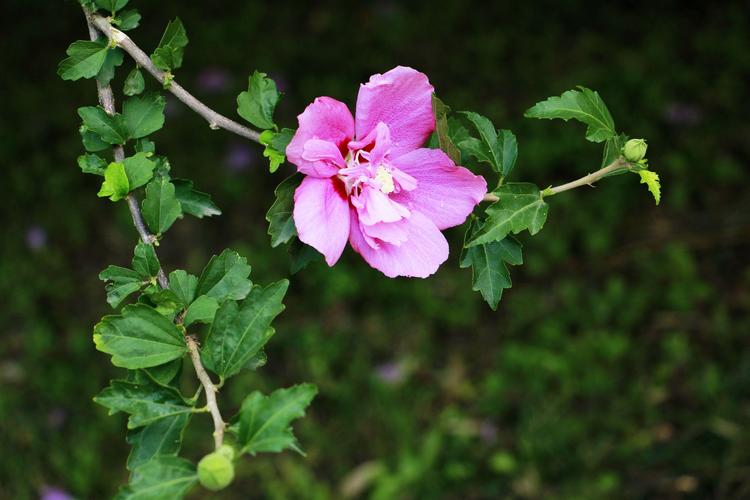 木槿花
