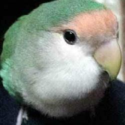 翡翠桃脸牡丹鹦鹉