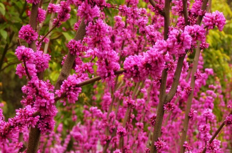 巨紫荆紫荆花是白色花朵的变体.