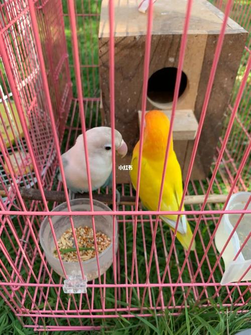 伤心了 第一窝蛋全部阵亡_鹦鹉_牡丹_手套_牡丹鹦鹉_宠物_宠物其他