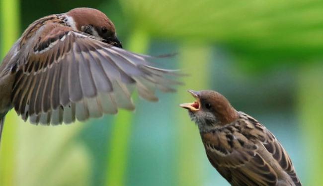 小麻雀吃什么食物能活