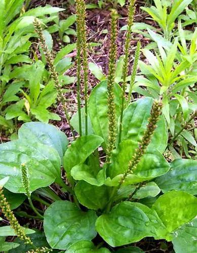 碣石人常用草药你知道多少?