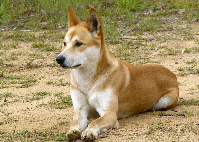 为什么越来越多人养中华田园犬网友养了才知道香