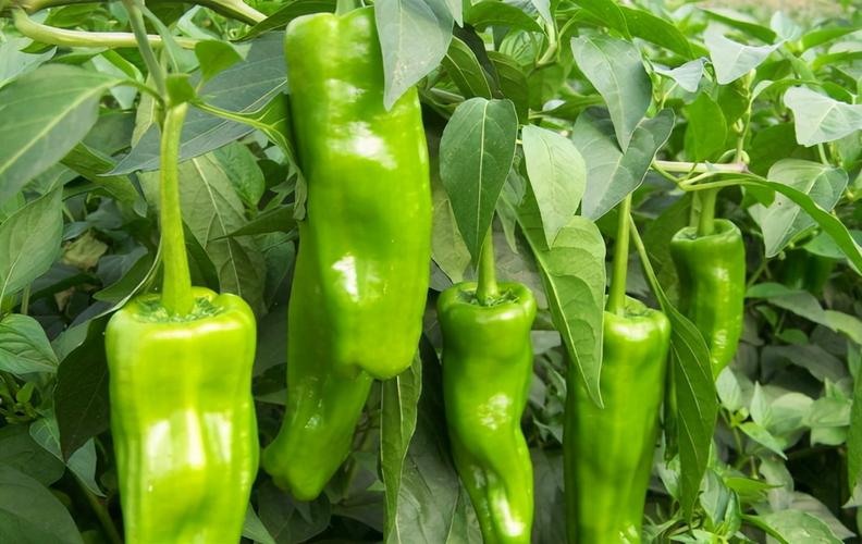 冬季青椒防病有妙招