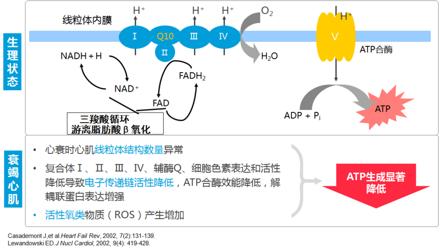 衰竭心脏的能量代谢改变二:线粒体功能障碍,氧化磷酸化损伤