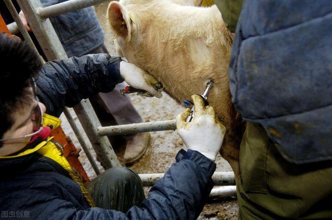 三分钟解决养牛难题——学会给牛打针