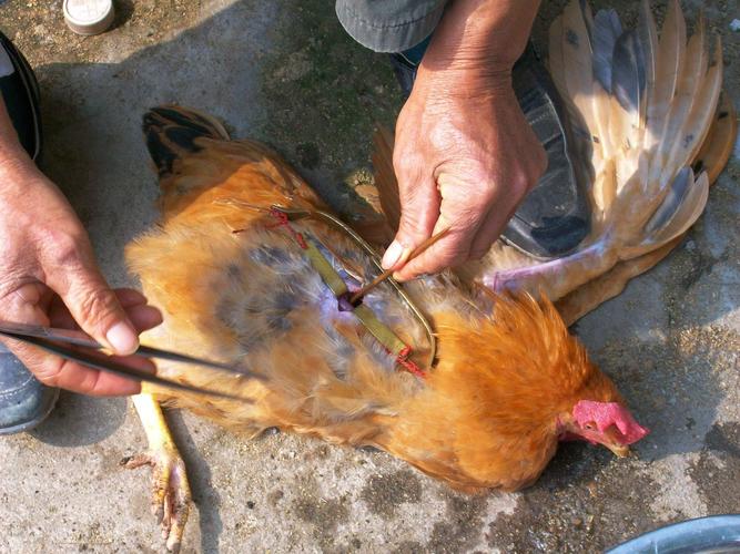 阉鸡阉猪与华佗的传说