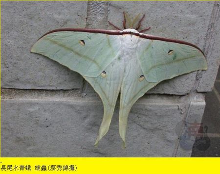长尾水青蛾 目:鳞翅目 中文名:长尾水青蛾 学名:actias selene ningpo