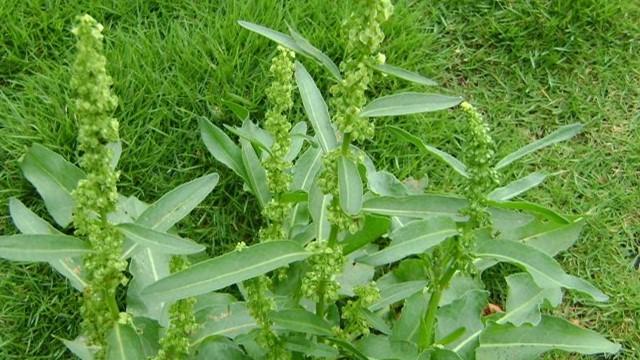 酸模的功效与作用