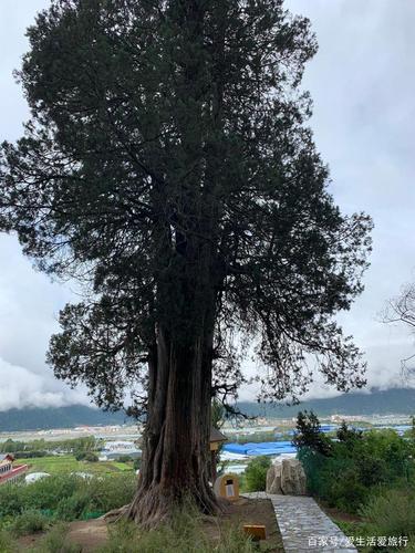 林芝的世界柏树王园林