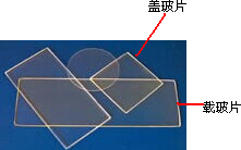 故答案为:载玻片;盖玻片.