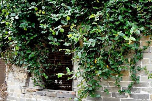 千村薜荔人遗矢,薜荔是什么?很多人都理解错了