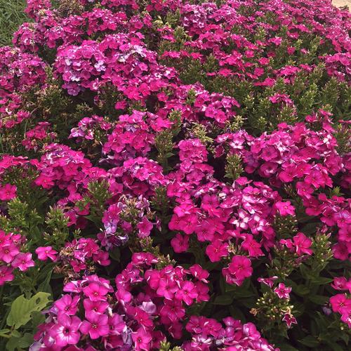 济宁福禄考宿根花卉丛生福禄考报价价格合理