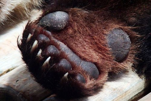 一只大熊猫每天可以吃掉超过45磅(20,4公斤)的竹子.