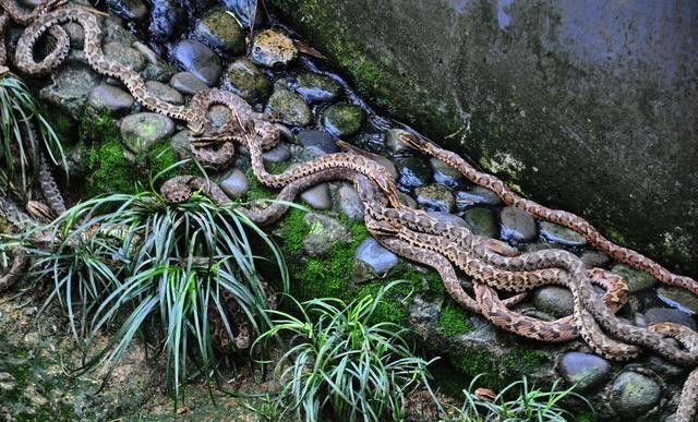 黑眉蝮蛇一年休眠2次除了冬眠还要夏眠只分布在中国