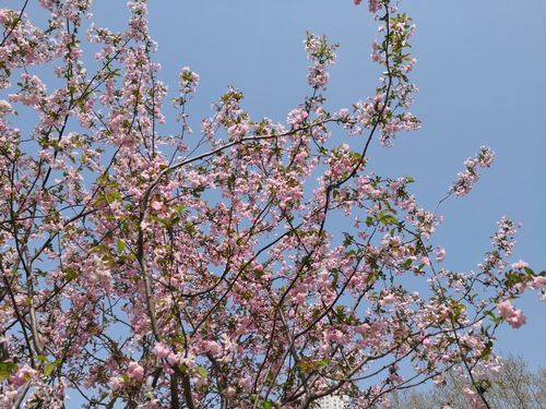 人民公园海棠花(副本)