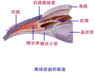 眼房和房水 1) 眼房chamber of eyeball: 位于角膜,晶状体和睫状体