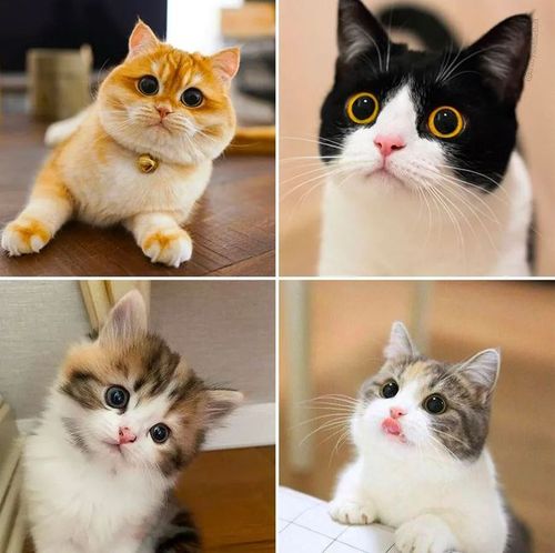 创意儿童画教程|可爱的小猫咪