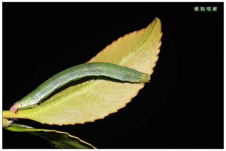 茶银尺蠖生活史图片