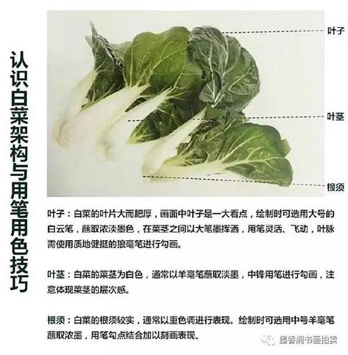 国画技法:写意白菜及白菜的组合画法