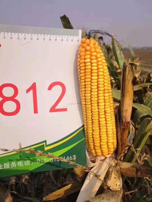 我是"站神"——记京科mc812抗倒测试试验