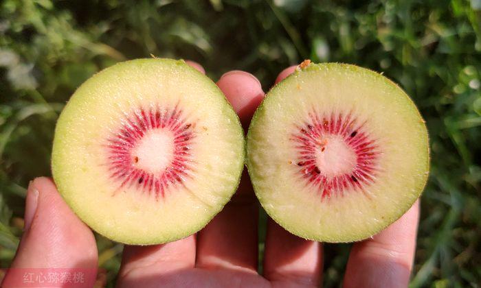 新西兰佳沛阳光金果g3猕猴桃后续检测皆为阴性