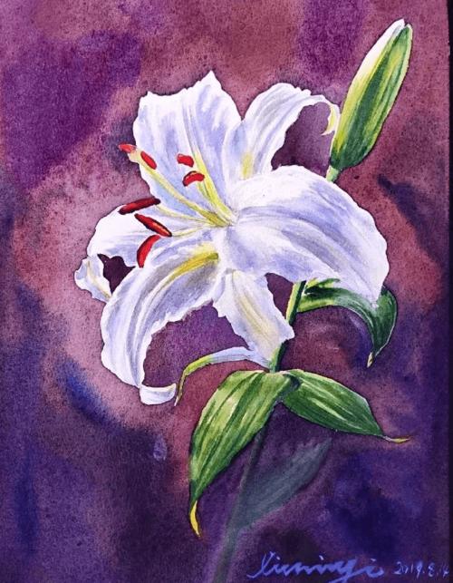 水彩插画|水彩百合花合集