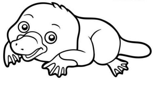 鸭嘴兽简笔画儿童画图片欣赏2