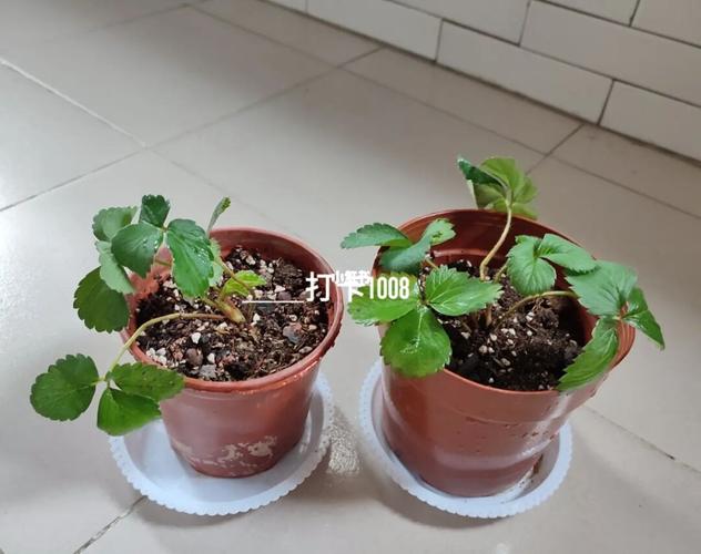 草莓苗洗根种植(隋珠)记录贴_草莓_绿植_种植草莓_美食_美食其他